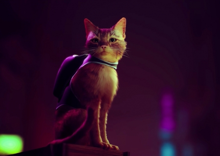 'Stray' Is The Purr-fect New Video Game Obsession!
